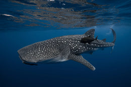 Nado con Tiburón Ballena