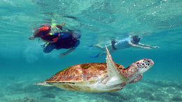 Nado con Tortugas y Cenotes