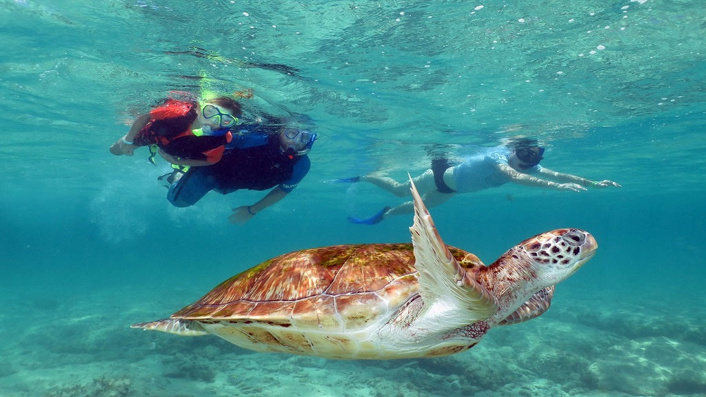 Nado con Tortugas y Cenotes