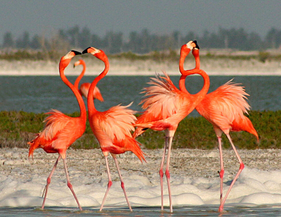 Rio Lagartos - Las Coloradas Exclusivo