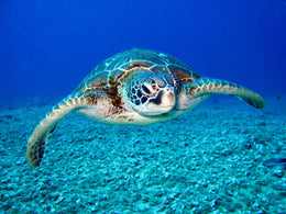 Nado con Tortugas y Cenotes