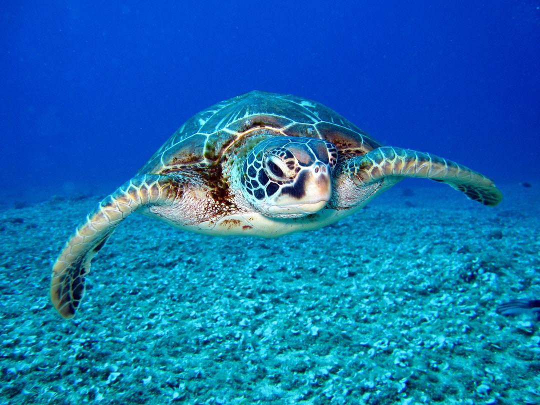 Nado con Tortugas y Cenotes