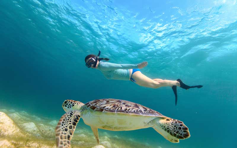 Tulum Cenote y Nado con Tortugas