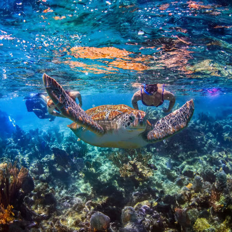 Tulum Cenote y Nado con Tortugas