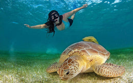 Nado con Tortugas y Cenotes
