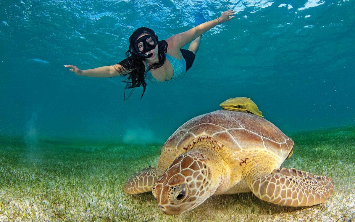 Nado con Tortugas y Cenotes