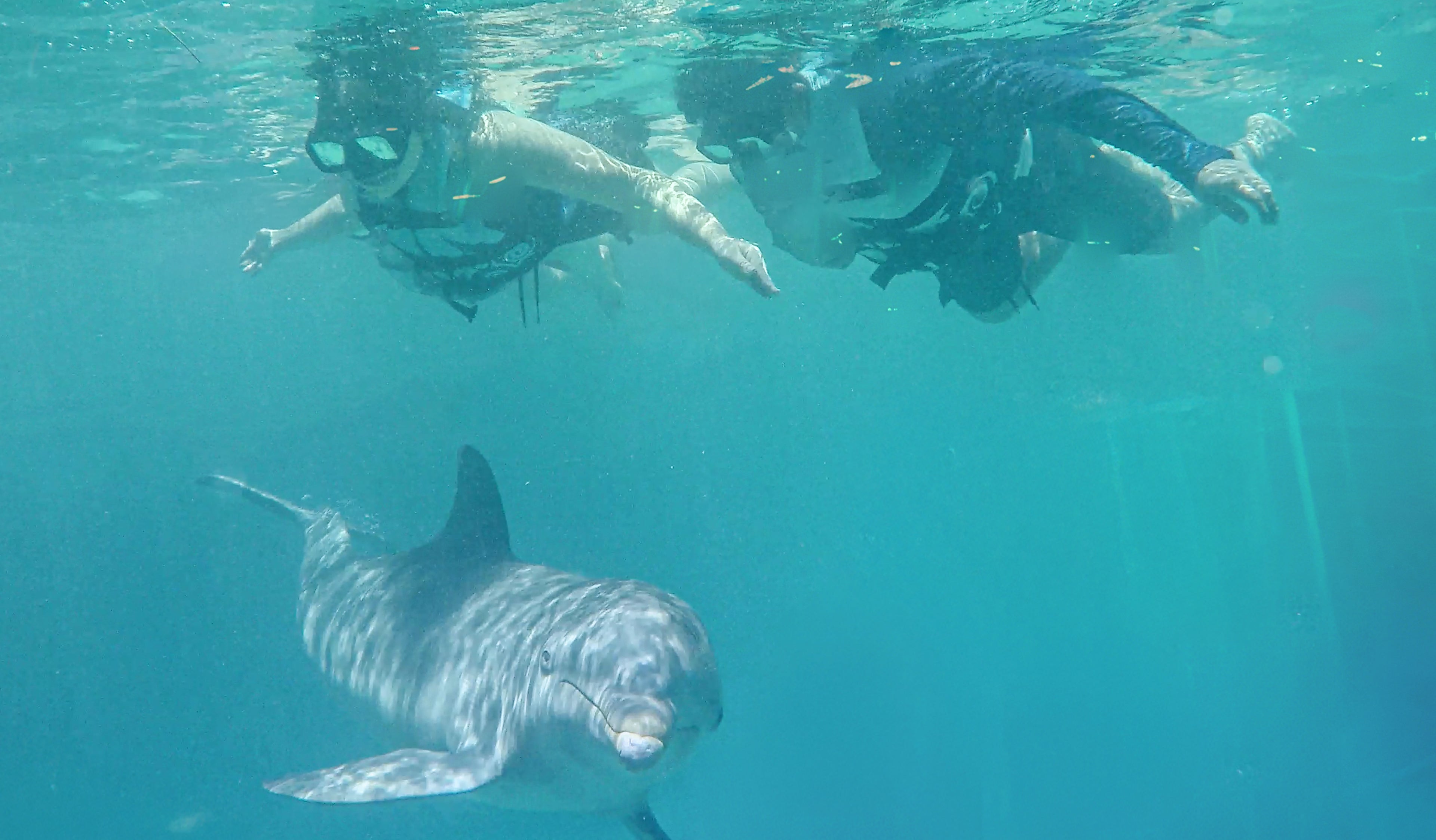 Nado con Delfines Royal Connection (Cancún - Isla Mujeres)