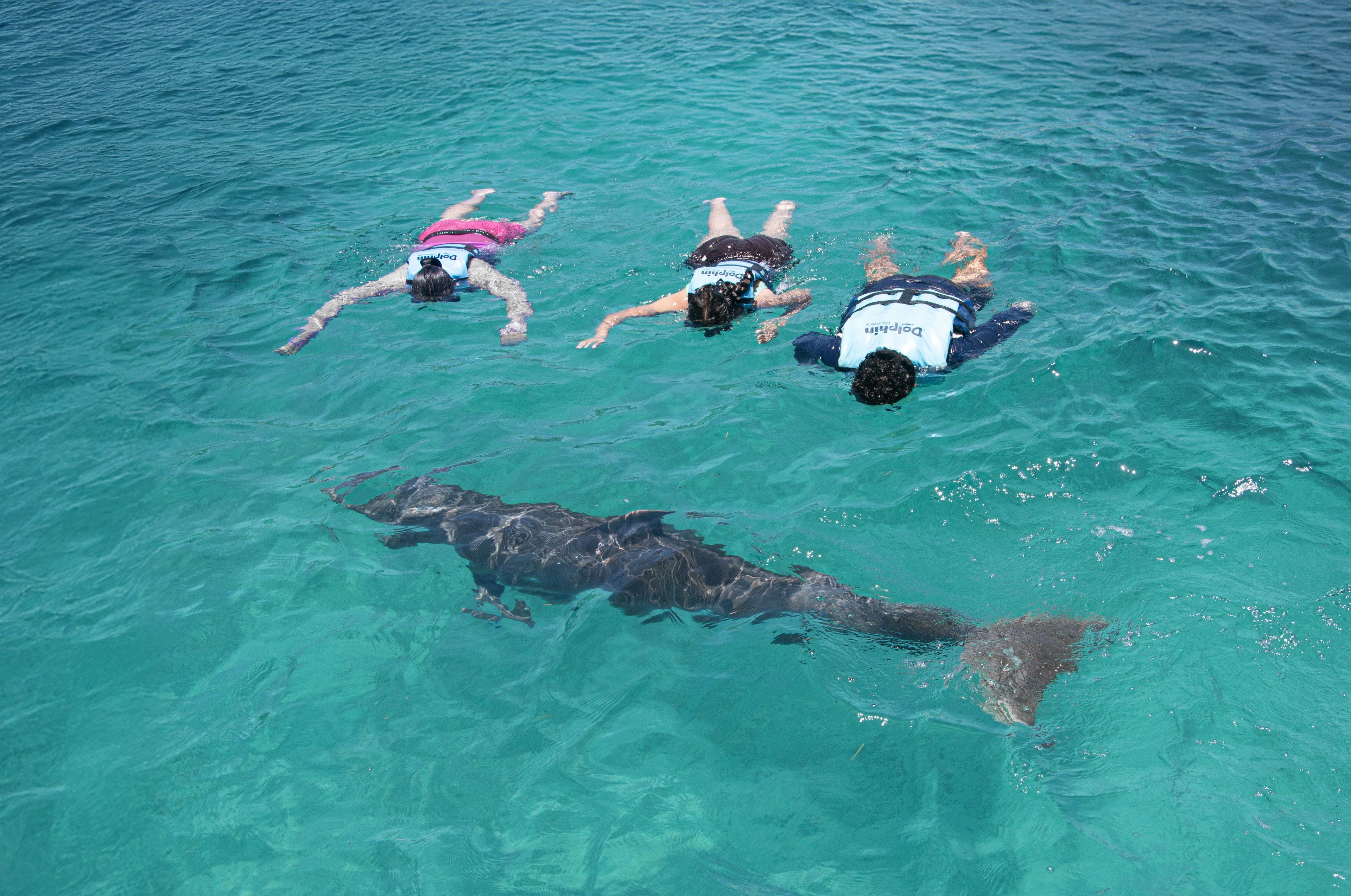 Nado con Delfines Connection (Cancún - Isla Mujeres)