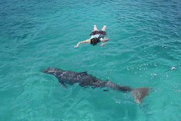 Nado con Delfines Royal Connection (Riviera Maya)