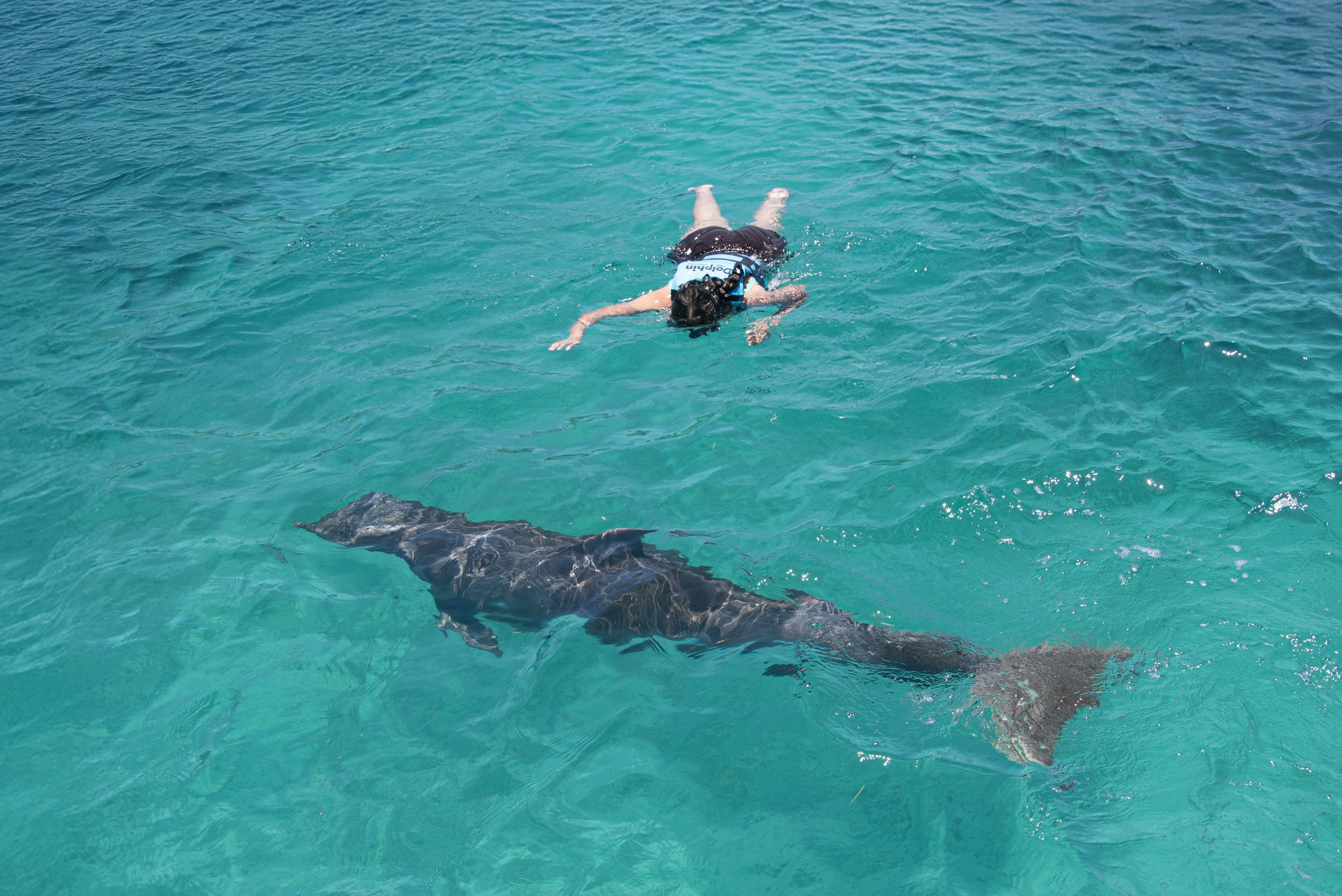 Nado con Delfines Royal Connection (Cancún - Isla Mujeres)
