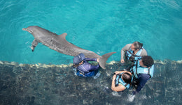 Nado con Delfines Connection (Playa del Carmen)