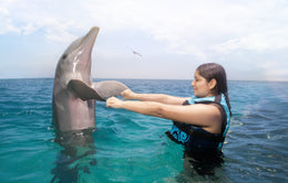 Nado con Delfines Encounter (Riviera Maya)