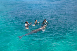 Nado con Delfines Connection (Playa del Carmen)