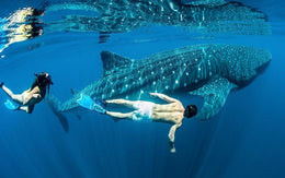 Nado con Tiburón Ballena