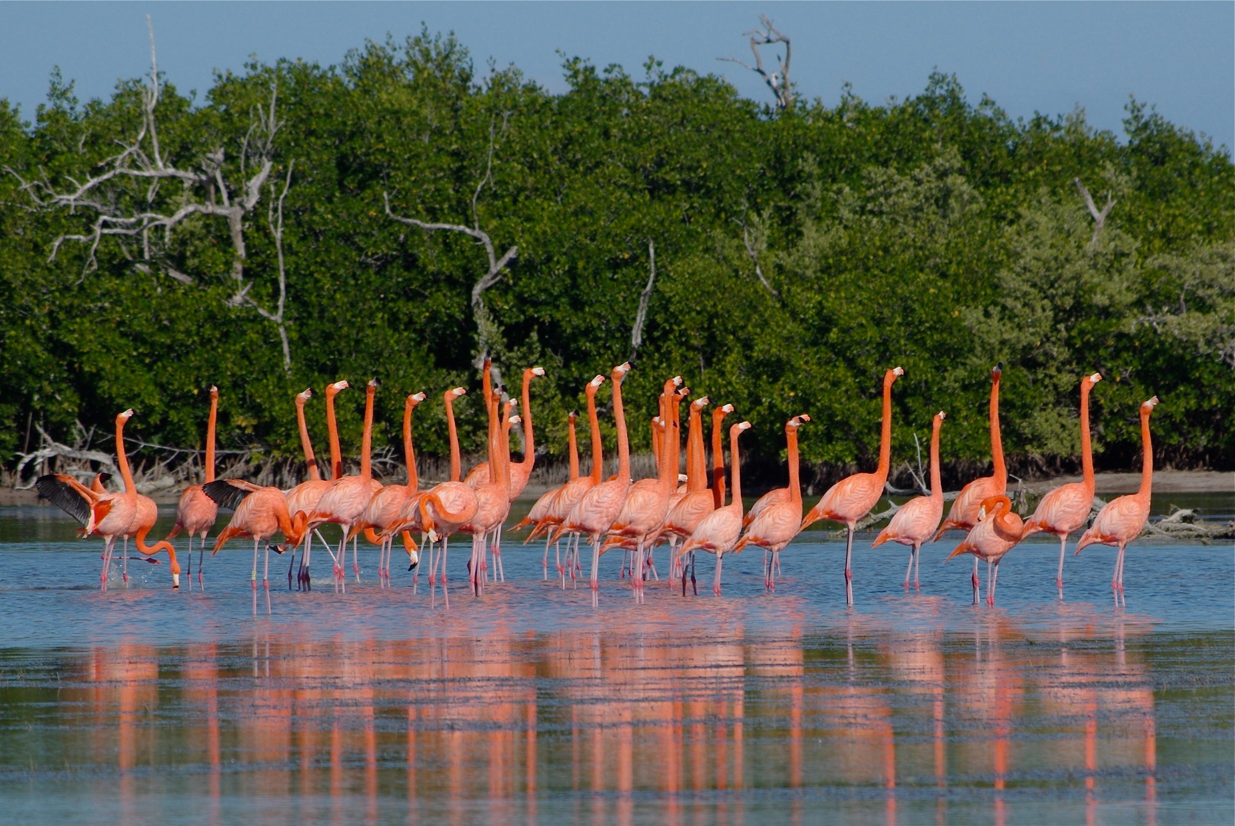 Rio Lagartos - Las Coloradas