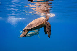 Nado con Tortugas y Cenotes