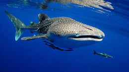 Nado con Tiburón Ballena
