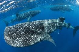 Nado con Tiburón Ballena