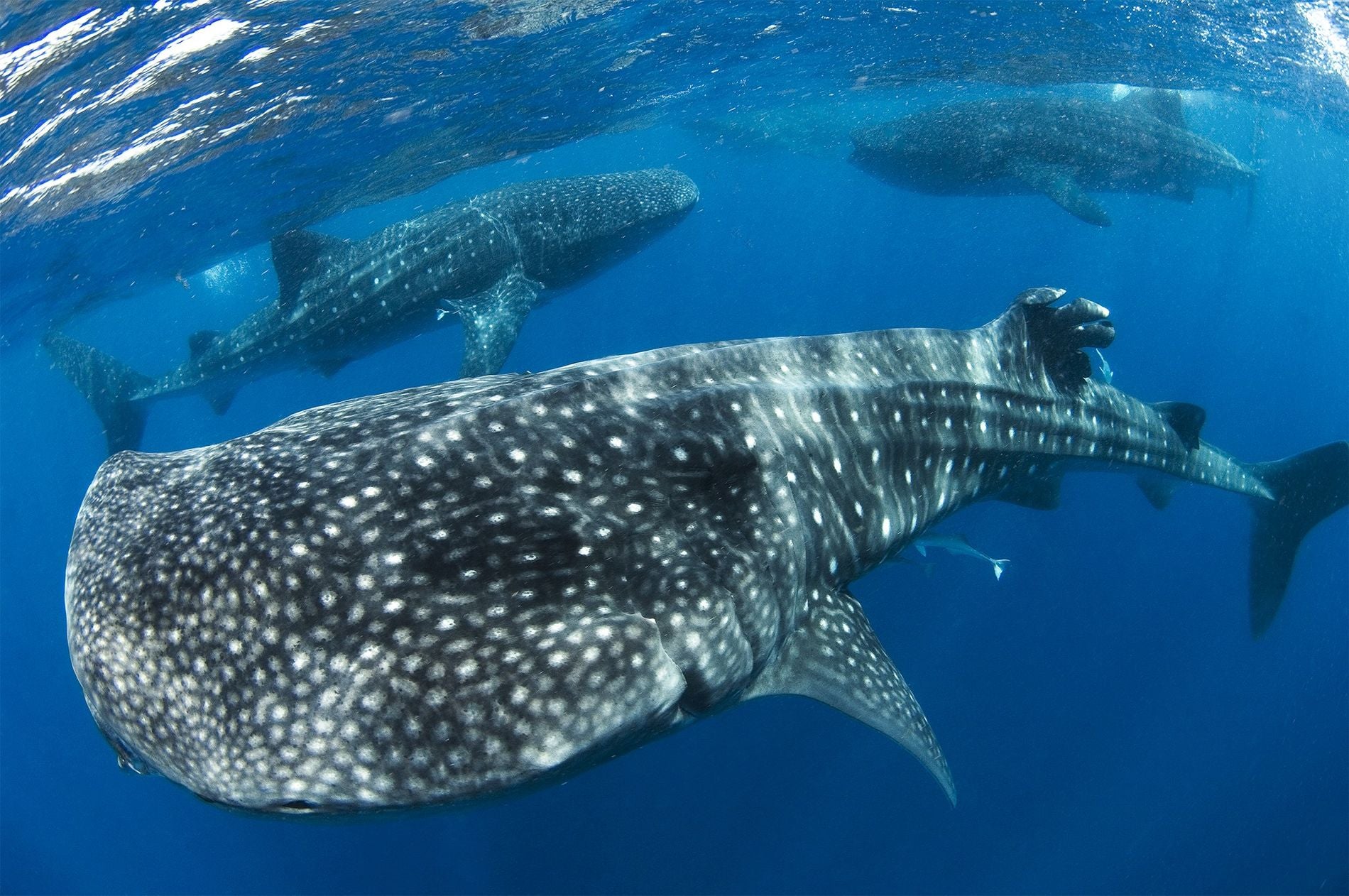 Nado con Tiburón Ballena