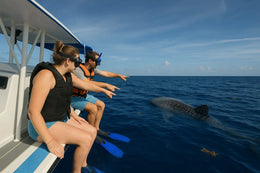 Nado con Tiburón Ballena