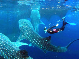 Nado con Tiburón Ballena