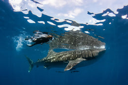 Nado con Tiburón Ballena