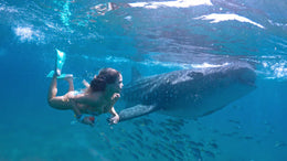 Nado con Tiburón Ballena
