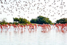 Rio Lagartos - Las Coloradas Exclusivo