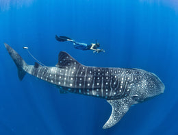 Nado con Tiburón Ballena