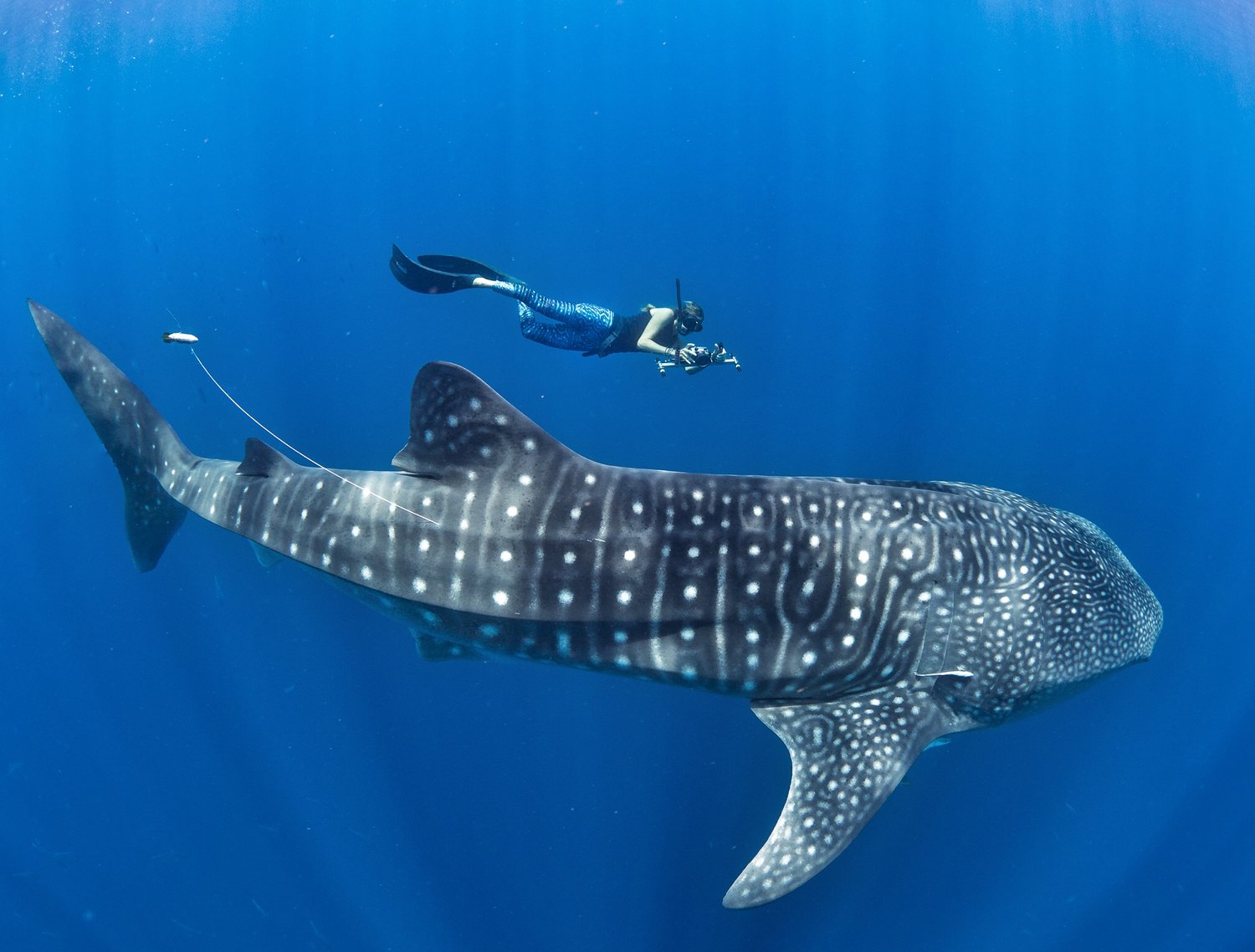 Nado con Tiburón Ballena