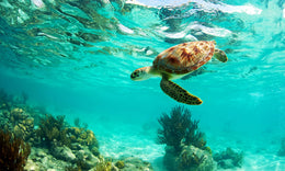 Nado con Tortugas y Cenotes
