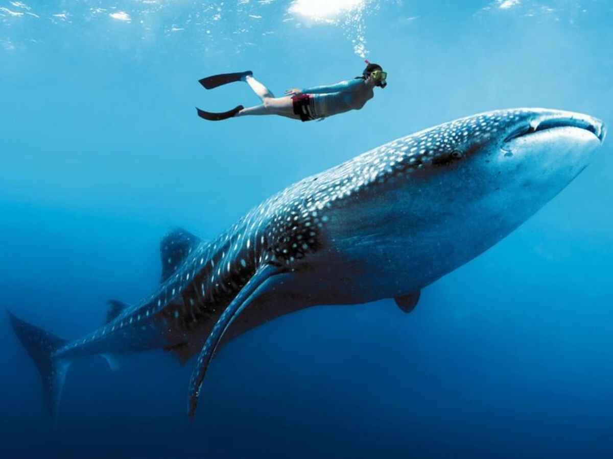 Nado con Tiburón Ballena
